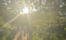 celebrate spring with